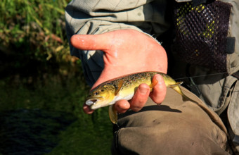 Pêche à la mouche dans le Tauron